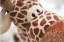 Plyšová žirafa - bavlna - 20 cm 5