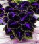 Pochvatec šišiakovitý Semená Africkej žihľavy Coleus rôzne farby semienka 20 ks ľahké pestovanie 2