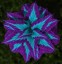 Pochvatec šišiakovitý Semená Africkej žihľavy Coleus rôzne farby semienka 20 ks ľahké pestovanie 4