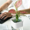 Pot de fleurs avec soucoupe H916 3