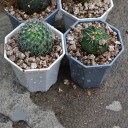 Pot de fleurs en plastique 4 pcs 2