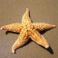 Prírodné morská hviezdica 2 ks 1