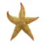 Prírodné morská hviezdica 2 ks 2