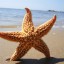 Prírodné morská hviezdica 2 ks 5