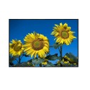 Projection Screen 133" 16:9 300x160 cm Portable Anti-Glare HD 1080 4K Large Area Home Cinema Corporate Presentations Training Outdoor Projection 3