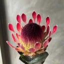 Protea eximia mag 10 db Dísznövény piros pohár alakú virágokkal és szürke-zöld levelekkel Növeszthető szabadban és üvegházban 1