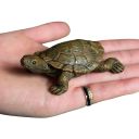 Pryskyřičná soška mořské želvy 7x5,6x3 cm Mini figurka do akvária Mikro dekorace Želva Ozdoba pro akvária Terária Vodní krajinu 6