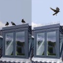 Punte di protezione contro gli uccelli 4