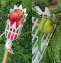 Raccoglitore per frutta H923 2