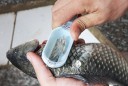Râpe à écailles de poisson 3
