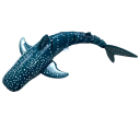 RC Shark 35×14×10 cm Blue Remote-Controlled Water Model 2 Speeds 360° Rotation Waterproof Construction Simulated Spine Realistic Movement 1