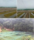 Red de protección para pájaros 2 x 15 m Red verde para jardín Malla 3 x 3 cm Fuerte y ligera Red para árboles frutales, arbustos, viñedos y parterres Protección de cultivos contra plagas 3