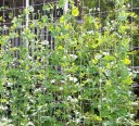 Rede para plantas trepadeiras 3