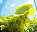 Rede para plantas trepadeiras 4