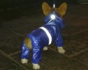 Regnfrakke til hunde 2
