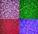 RGB-farve natprojektor 2