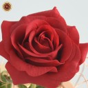 Rosa rossa LED luminosa in vaso di vetro 3