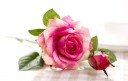 Roses artificielles décoratives 9