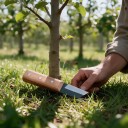 Roubovací nůž se šikmou čepelí 16,7 cm Kovová čepel 6 cm a hnědá dřevěná rukojeť Pro roubování a očkování ovocných stromů a keřů 3