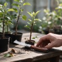 Roubovací nůž skládací s rovnou čepelí 16,5 cm Čepel z nerezové oceli 3Cr13 a rukojeť z palisandru Hnědý Pro roubování a očkování 4