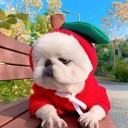 Roupa para cães fruta/legumes 6