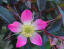 Róża szara Rosa glauca Rosa rubrifolia krzew liściasty Łatwy w uprawie na zewnątrz 20 nasion 1