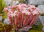 Rozchodník španělský Sedum hispanicum skalní rostlina Snadné pěstování venku 70 ks semínek 1
