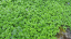 Rozchodník výbežkatý Sedum stoloniferum trvalka Jednoduché pestovanie vonku 100 ks semienok 1