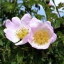 Rozenzaad Rosa rubiginosa 50 stuks Sierstruik met rode eetbare hondsroos en bladeren met de geur van appels Voor de tuin en de haag 3