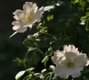 Rózsa magvak Rosa rubiginosa 10 db Díszcserje vörös ehető csipkebogyóval és almás illatú levelekkel Kertbe és élő sövénybe 4