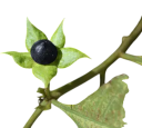 Rulík zlomocný Atropa belladonna 20 ks semínka tajemná historická léčivka s tmavými zvonkovitými květy a černými bobulemi 2