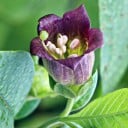 Rulík zlomocný Atropa belladonna 20 ks semínka tajemná historická léčivka s tmavými zvonkovitými květy a černými bobulemi 3