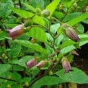 Rulík zlomocný Atropa belladonna 20 ks semínka tajemná historická léčivka s tmavými zvonkovitými květy a černými bobulemi 4