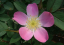 Ruža sivá Rosa glauca Rosa rubrifolia opadavý ker Jednoduché pestovanie vonku 20 ks semienok 2