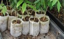 Sac de jardin pour semis 2