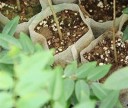 Sac de jardin pour semis 3