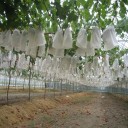 Sacs de protection pour fruits en tissu non tissé 50 pcs 1