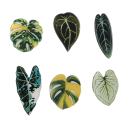 Sada  6 ks magnetů listy rostlin dekorativní magnetky zelené různé rozměry na lednici nástěnku uchycení poznámek a fotografií 1
