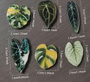 Sada  6 ks magnetů listy rostlin dekorativní magnetky zelené různé rozměry na lednici nástěnku uchycení poznámek a fotografií 2
