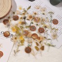 Sæt med dekorative blomster 40 stk Farverige tørrede blomster til dekoration Kreativ skabelse til dagbøger, album og håndarbejde 8