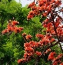 Samen der butey jednosemennigen Butea monosperma 10 Stück indischer Baum mit feuerrot-orangefarbenen Blüten für die Aussaat und dekorative 2