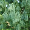Samen der Himalaya-Kiefer Pinus wallichiana 10 Stk Nadelbaum mit langen, hängenden Nadeln Für den Garten und als Solitär 2