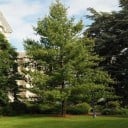 Samen der Himalaya-Kiefer Pinus wallichiana 100 Stk Nadelbaum mit langen, überhängenden Nadeln Für den Garten und als Solitär 1