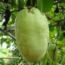 Samen der riesigen Granadille Passiflora quadrangularis 10 Stk Kletterpflanze mit großen essbaren Früchten und bunten Blüten Für das Gewächshaus und zur Unterstützung 2