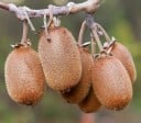 Samen des goldenen Kiwis Actinidia chinensis, 10 Stk., fruchtige Kletterpflanze mit behaarten Früchten, Pflanzung im Garten, an Pergolen 1