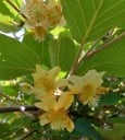 Samen des goldenen Kiwis Actinidia chinensis, 10 Stk., fruchtige Kletterpflanze mit behaarten Früchten, Pflanzung im Garten, an Pergolen 2