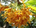 Samen von Strophanthus boivinii 20 Stück exotische Zierpflanze mit orangefarbenen Blüten für den Anbau zu Hause und im Gewächshaus Dekoration für das Interieur 2