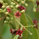 Sandeltræfrø Santalum album 50 stk Aromatisk træ med duftende træ og grønne blade Til dyrkning både indendørs og i drivhus samt bonsai 3
