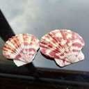 Sea Shell 10 pcs 2