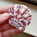 Sea Shell 10 pcs 4